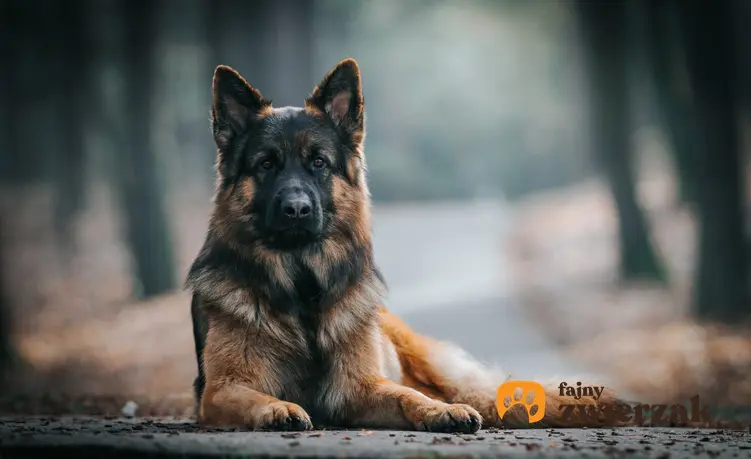 Pies rasy owczarek alzacki siedzący w lesie, a także jego charakter, usposobienie i hodowla
