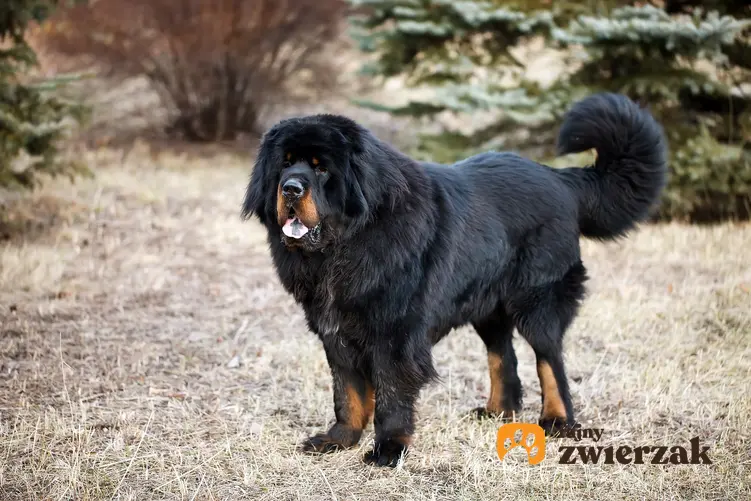 Pies rasy owczarek tybetański lub mastif czarny, a także jego charakter, usposobienie i hodowla