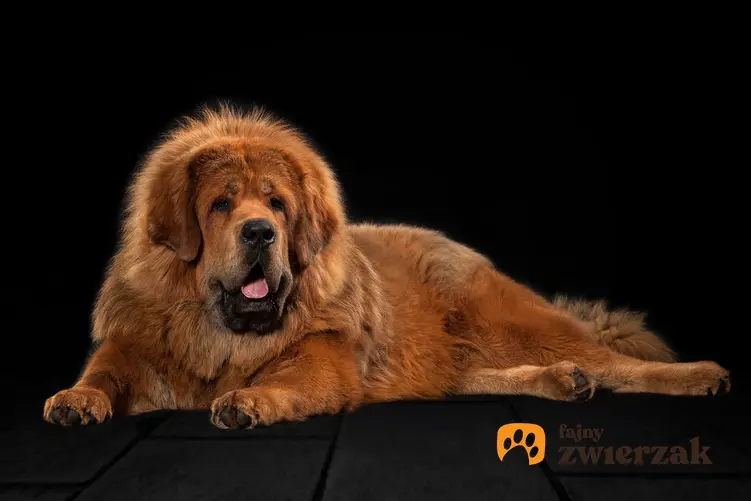 Pies rasy owczarek tybetański lub mastif na czarnym tle,a także jego usposobienie, cena, hodowla i opinie