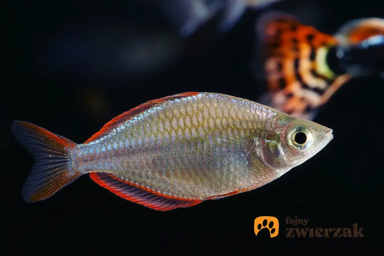 Ryba akwariowa tęczanka neonowa, Melanotaenia praecox na czarnym tle, a także jej wymagania i hodowla