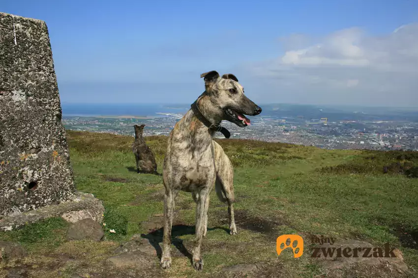 chart lurcher na spacerze w plenerze