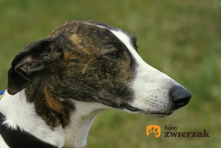 Pies rasy chart węgierski na portrecie na tle zieleni, a także jego opis, charakter i cena