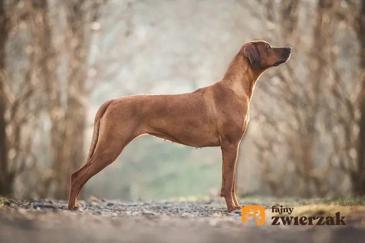 Pies rasy rodezjan podczas spaceru w lesie z profilu oraz cena rhodesian ridgeback