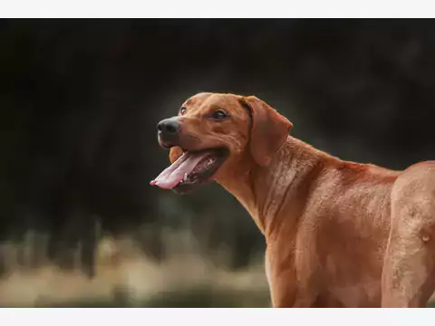 Cena Rhodesian Ridgeback szczeniaka