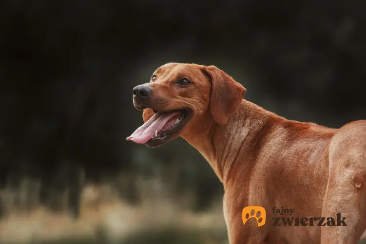 Pies rasy rodezjan podczas spaceru na tle zieleni oraz cena rhodesian ridgeback