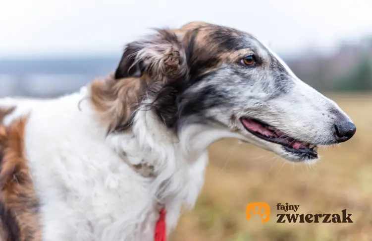 Pies rasy chart rosyjski na łonie natury, a także jego charakter, hodowla i wychowanie
