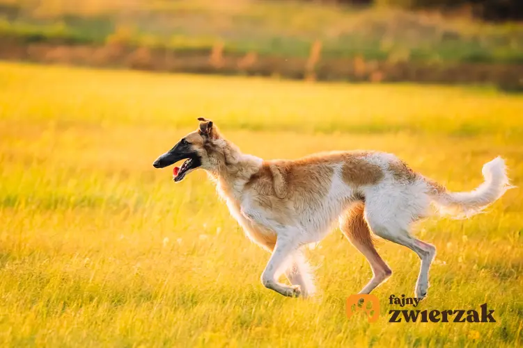 Pies rasy chart rosyjski biegający po trawie oraz jego hodowla w Polsce, cena i opis
