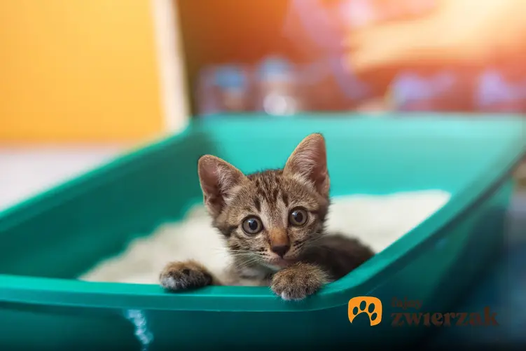 Mały kotek siedzący w zielonej kuwecie, a także porady, jak nauczyć kota korzystać z kuwety