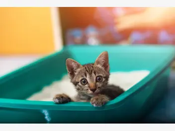 Ilustracja artykułu jak nauczyć kota korzystać z kuwety? poznajcie 3 skuteczne sposoby