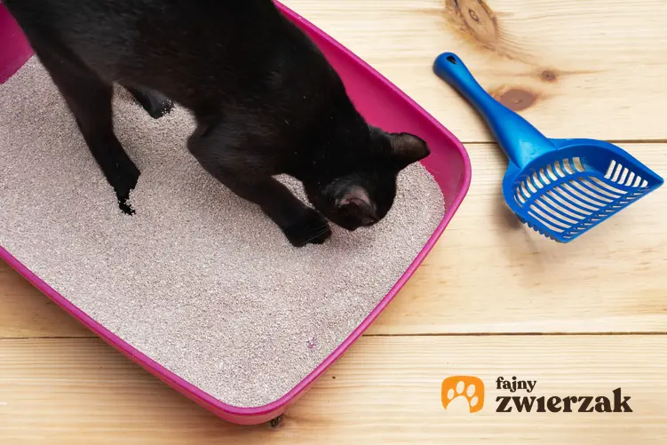 Czarny kot siedzący w różowej kuwecie, a także praktyczne porady, jak nauczyć kota korzystać z kuwety