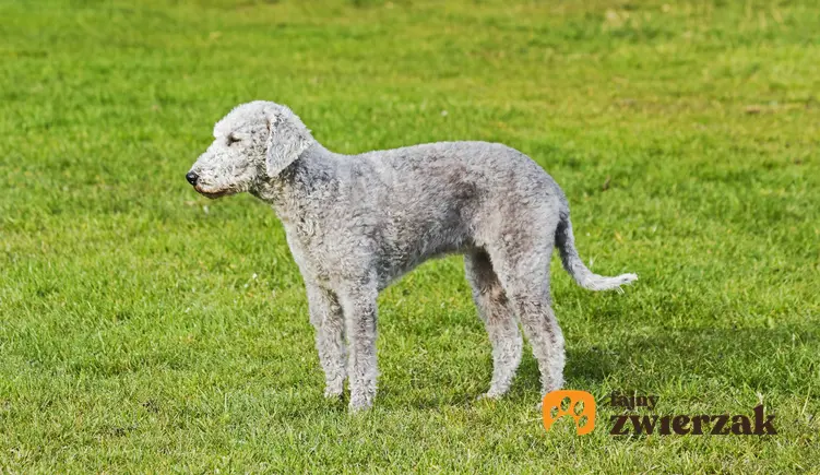 Pies rasy bedlington terrier z profilu na trawniku, a także jego charakter, wychowanie i cena