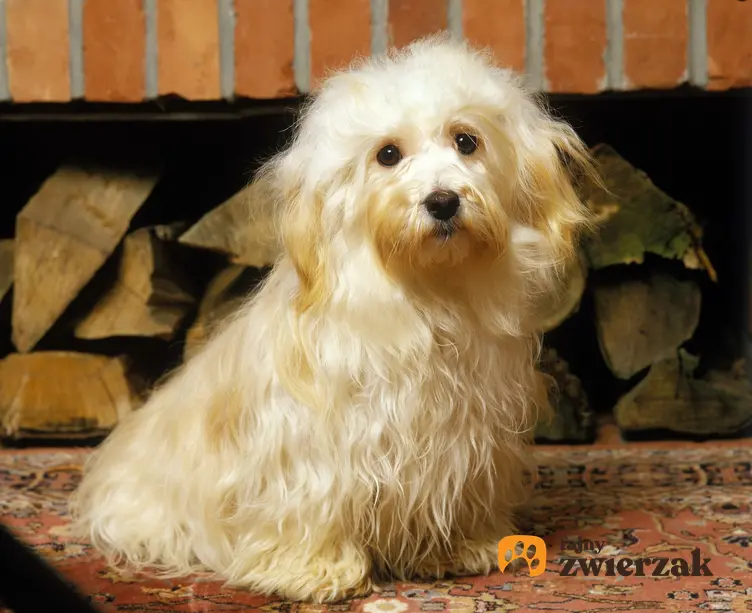 Pies rasy hawaczyk na tle drewna, a także hodowla hawańczyka w Polsce i cena