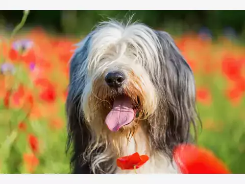 Bearded Collie: opis, tresura, pielęgnacja