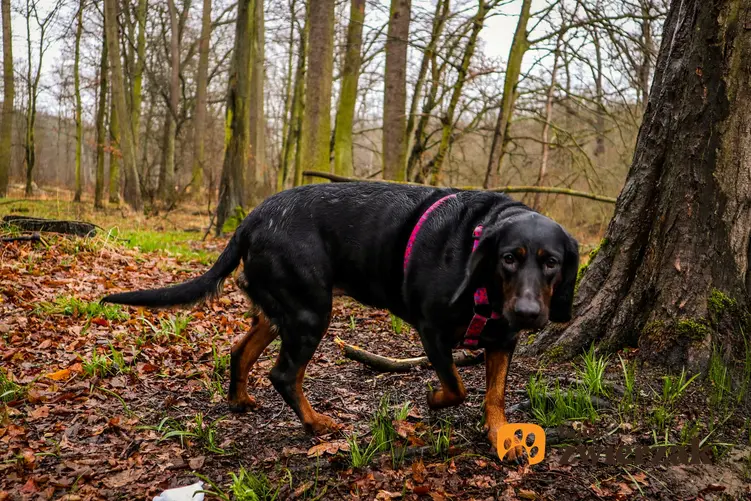 Pies rasy polski pies gończy podczas spaceru w lesie, a takżecharakter gończego polskiego i hodowla