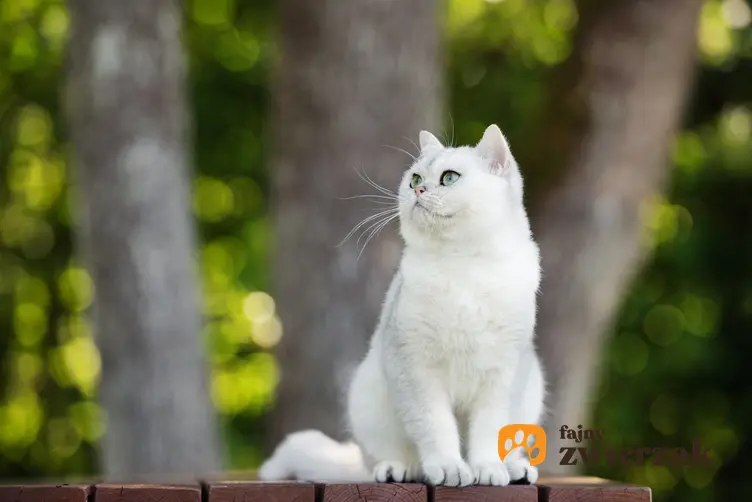Biały kot brytyjski na tle zieleni, a także jego charakter, cena, hodowla i wychowanie