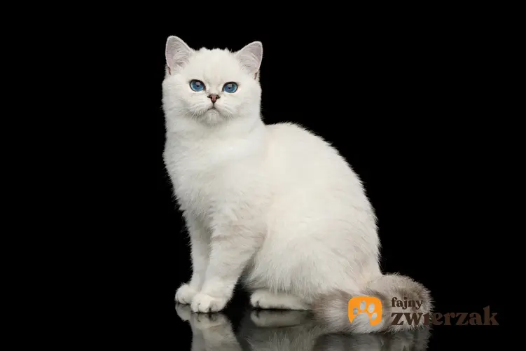 Biały kot brytyjski na czarnym tle, a także jego charakter, cena, hodowla i wychowanie