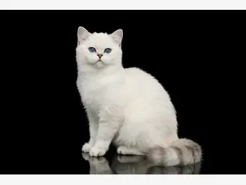 Ilustracja artykułu biały kot brytyjski - charakter, wygląd, potrzeby, zdrowie