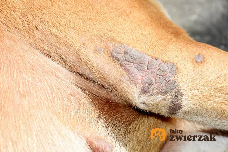 Pies ze zmianami skórnymi, a także grzybica u psa, objawy, leczenie