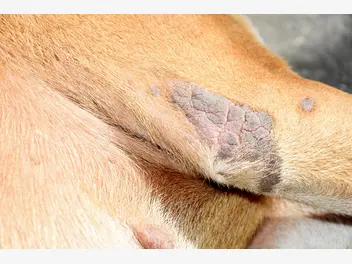 Ilustracja artykułu jak wygląda grzybica u psa? 5 wskazówek jak rozpoznać chorobę