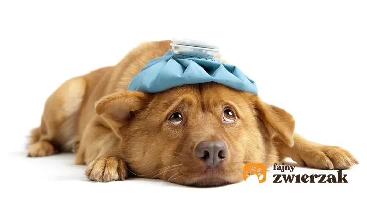 Chory pies z termoforem na podłodze, a także katar u psa, przyczyny i domowe sposoby na leczenie
