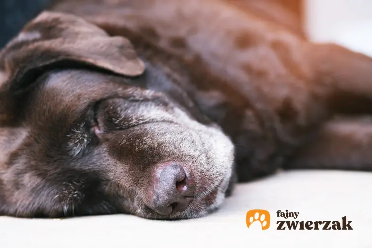 Chory pies leżący na podłodze, a także katar u psa, objawy, domowe sposoby i leczenie