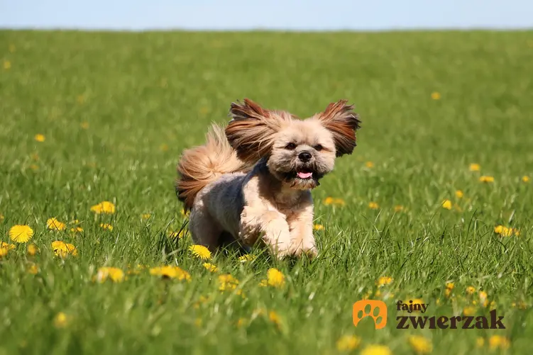 Pies rasy lhasa apso na trawniku, a także usposobienie lhasa apso, wychowanie i cena