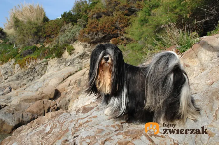 Pies rasy lhasa apso na łonie natury, a także usposobienie lhasa apso, charakter, wychowanie, hodowla i cena