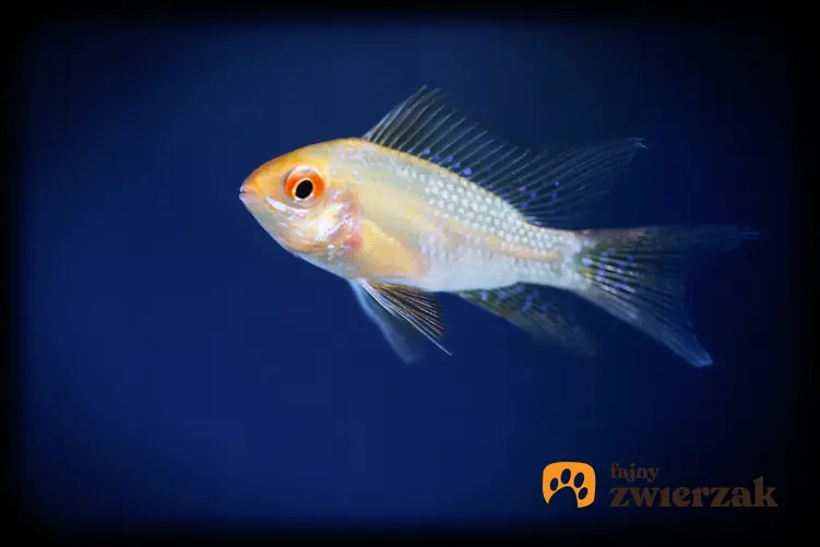 Ryba akwariowa gurami złote na tle roślin, a także jej wymagania i hodowla