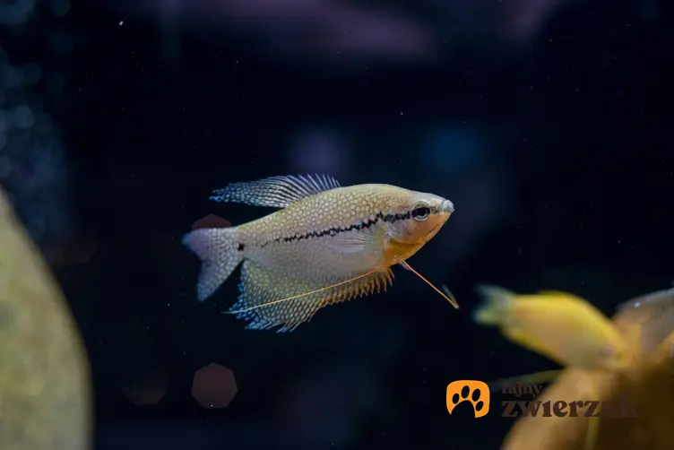 Ryba akwariowa gurami dwuplamisty na ciemnym tle, a także jej wymagania i hodowla