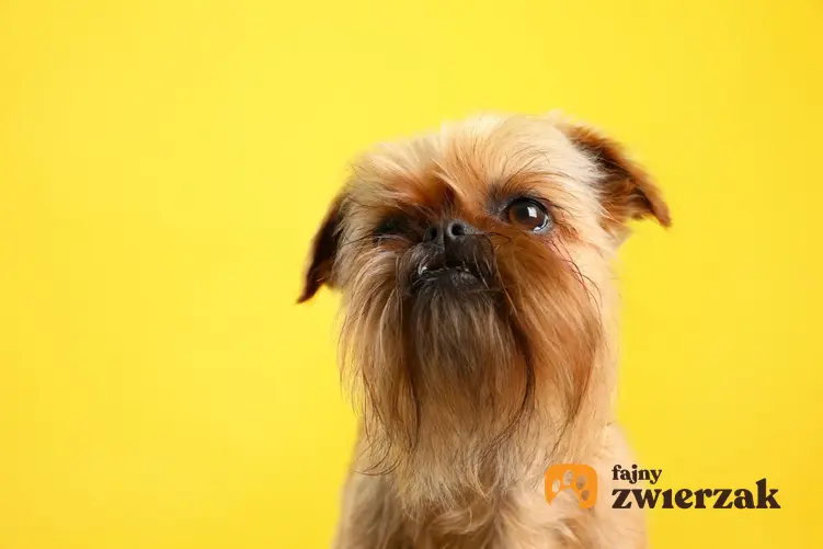 Pies rasy gryfonik brukselski na żółtym tle, a także cena gryfonika brukselskiego i hodowla w Polsce