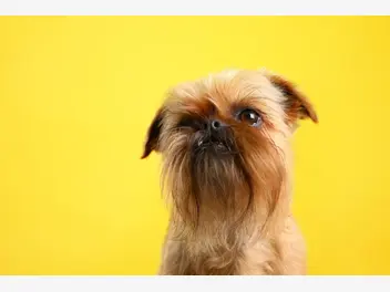 Ilustracja artykułu jaka jest cena gryfonika brukselskiego? sprawdź, ile kosztuje pies z rodowodem