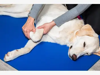 Ilustracja artykułu dysplazja u psa – przyczyny, objawy, leczenie, porady