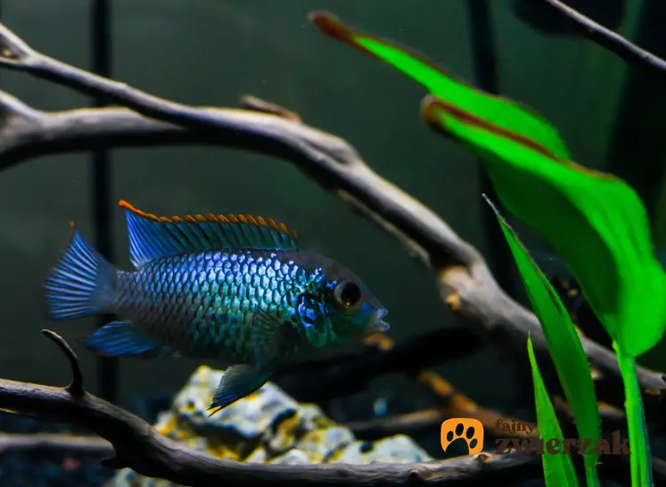 Akara błękitna, Andinoacara pulcher w akwarium, a także jej wymagania, rozmnażanie i hodowla