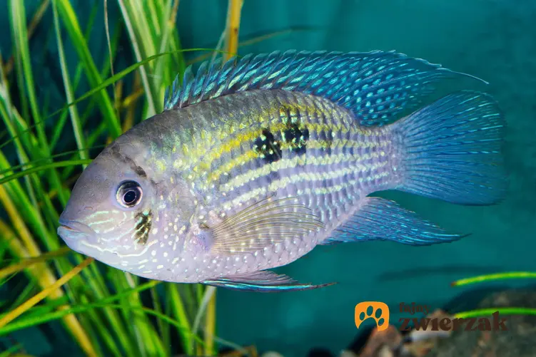 Ryba akara błękitna, Andinoacara pulcher w akwarium, a także jej wymagania i temperatura wody