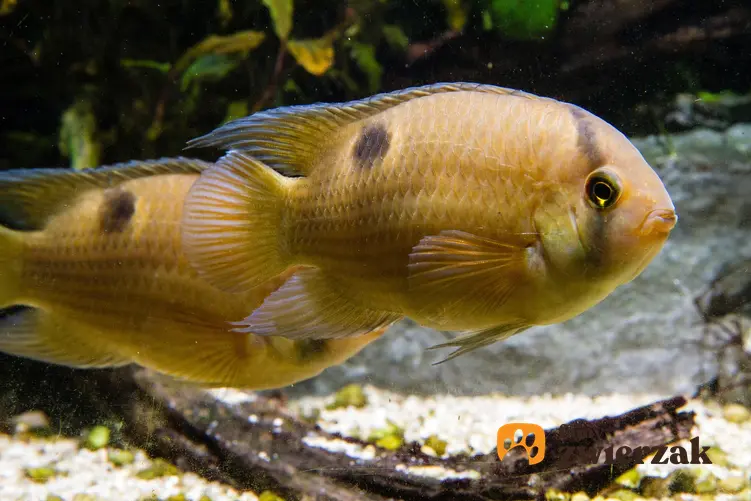 Ryba akara z maroni, cleithracara maronii w akwarium, a także jej wymagania i temperatura wody