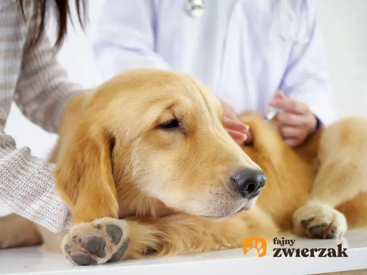 Pies u weterynarza, a także zapalenie żołądka u psa i kota, ocjawy i leczenie