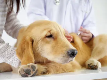 Ilustracja artykułu zapalenie żołądka u psa – objawy, przebieg, leczenie, porady