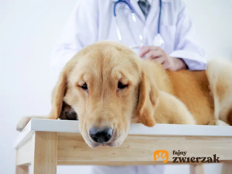 Pies na stole u weterynarza, a także objawy skrętu żołądka u psa i leczenie