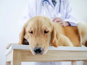 Ilustracja artykułu jakie są objawy skrętu żołądka u psa? wyjaśniamy krok po kroku