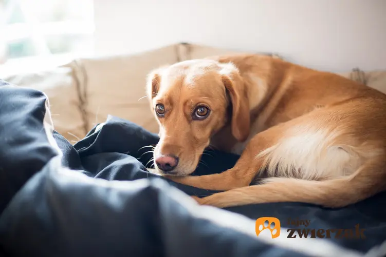 Chory pies leżący na posłaniu, a także objawy skrętu żołądka u psa i ich leczenie