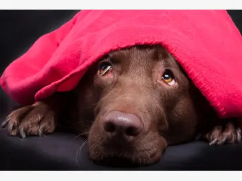 Ilustracja artykułu dlaczego pies się trzęsie? 5 najczęstszych przyczyn drżenia ciała u psa