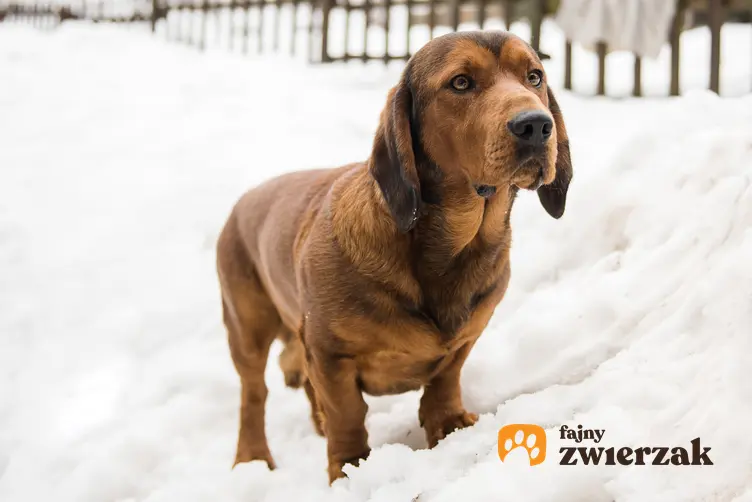 Pies rasy alpejski gończy krótkonożny na śniegu, a także jego charakter i opis