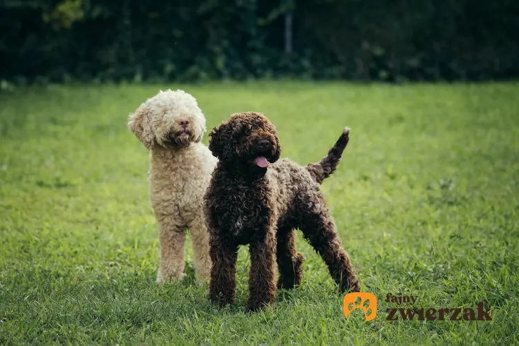 Psy rasy lagotto romagnolo na trawie, a także hodowla lagotto romagnolo w Polsce, szczeniaki i cena