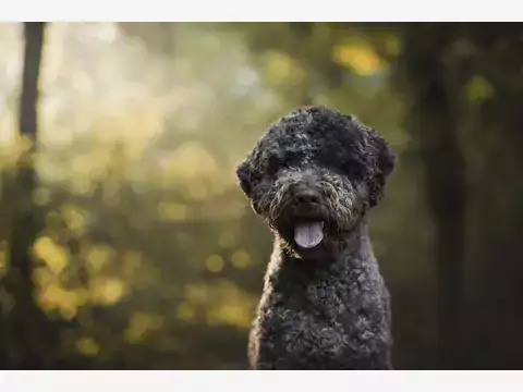 Kupno Lagotto Romagnolo w Polsce