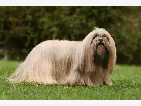 Najlepsze hodowle Lhasa Apso