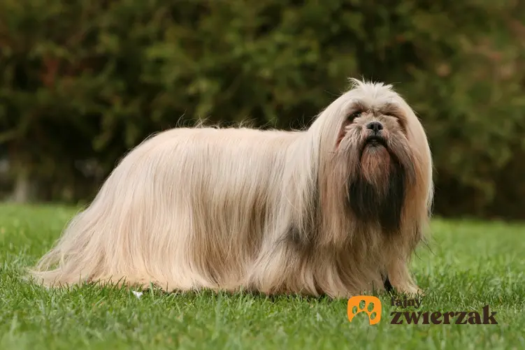 Pies rasy lhasa apso na tle zieleni, a także hodowla lhasa apso w Polsce i cena za szczeniaki