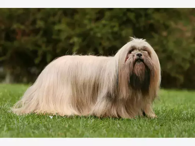 Najlepsze hodowle Lhasa Apso