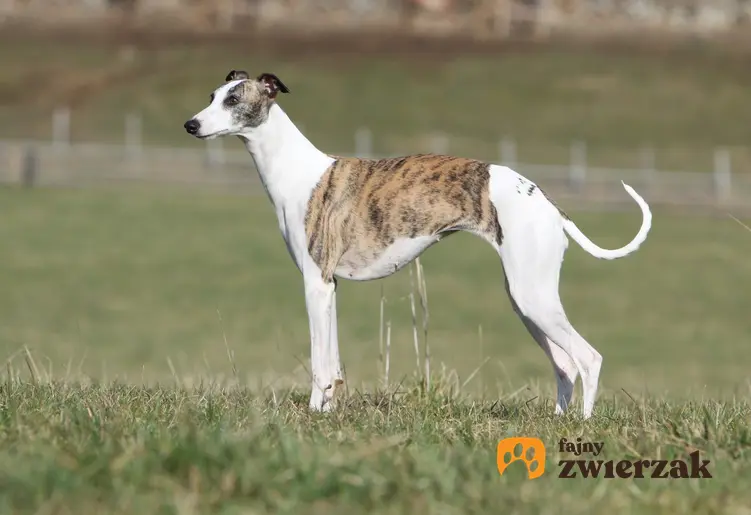 Pies rasy whippet na tle zieleni, a także cena whippeta za szczeniaki z rodowodem i hodowla whippeta w Polsce