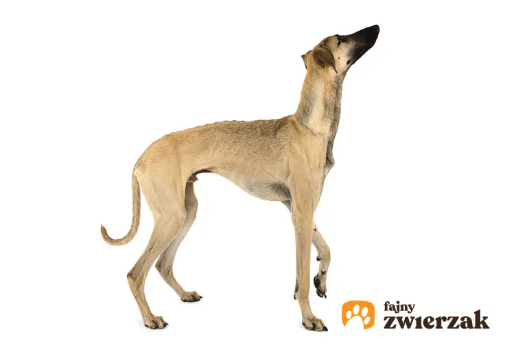 Pies rasy chart arabski, sloughi na jasnym tle z profilu, a także jego charakter, hodowla i cena