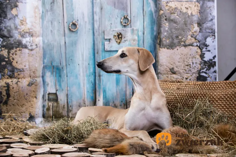 Pies rasy chart arabski, sloughi na portrecie, a także jego charakter, cena za szczeniaki i hodowla